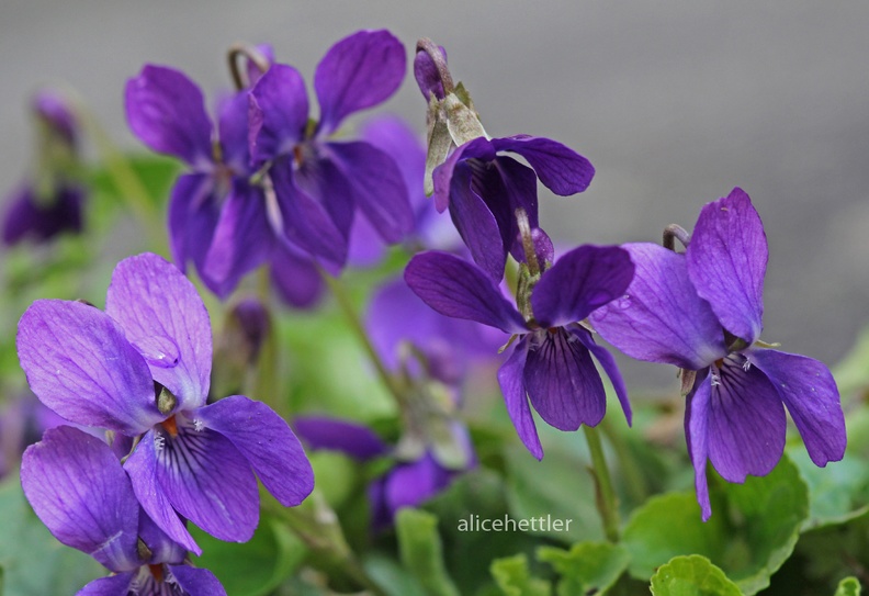 Wohlriechendes Veilchen (Viola odorata)